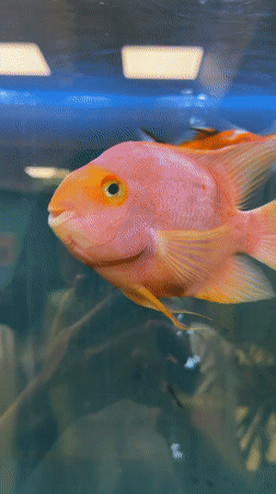 Aquarium fish and waterfalls captured on video in Pleven