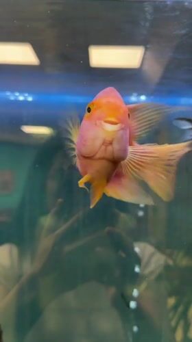 Aquarium fish and waterfalls captured on video in Pleven