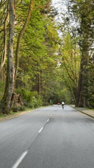 Early morning footage captures wet forest road in Vancouver