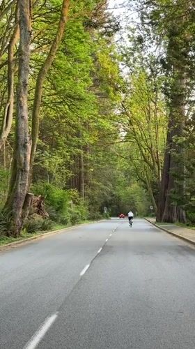 Early morning footage captures wet forest road in Vancouver