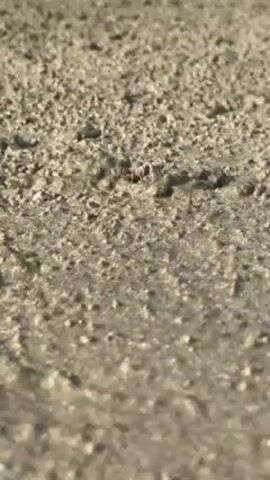 A small, reddish-brown object moves across a rough, sandy surface. The object, possibly an insect, is the primary focus of the video. The sandy ground appears wet and uneven, with small grains and ridges. The camera maintains a close-up shot, following the object's movement.