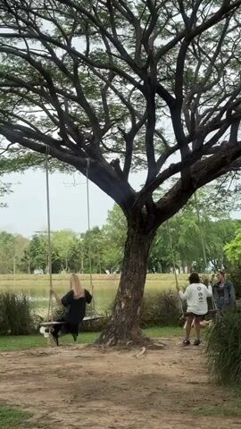 Three women are enjoying swings hanging from a large tree near a body of water. The tree has a thick trunk and expansive branches reaching towards the sky, some of which are bare while others are leafy. One woman, dressed in black, is actively swinging. A second woman, wearing a white top and shorts, is standing by a swing. A third woman, in a denim jacket, is standing near the second woman. The environment consists of a grassy area, other trees in the background, and the water's edge.
