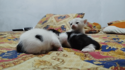 Kittens and their mother at rest in a Depok home