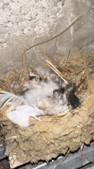Bird nest spotted in concrete corner in Kaspiysk