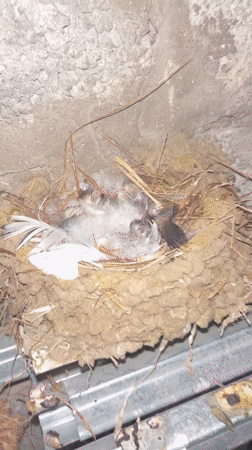 Bird nest spotted in concrete corner in Kaspiysk