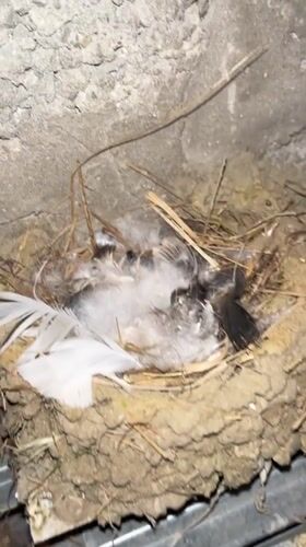 Bird nest spotted in concrete corner in Kaspiysk