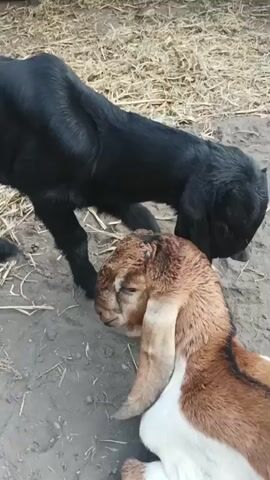 A black baby goat approaches a brown and white baby goat lying on the ground. The black goat nuzzles the brown and white goat's head. The ground is dirt and straw.