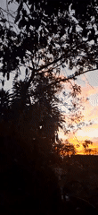 Sunset and wasp nests observed in Vallecito, Venezuela