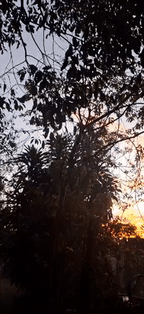 Sunset and wasp nests observed in Vallecito, Venezuela
