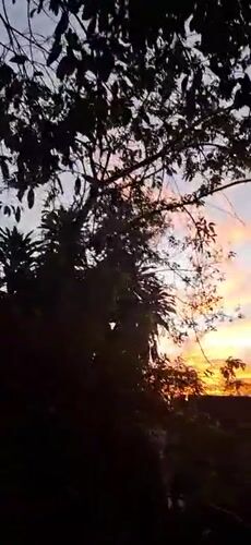 Sunset and wasp nests observed in Vallecito, Venezuela