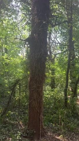 A video shows a tree trunk completely covered in vines. The camera slowly pans up the tree, revealing the dense network of vines that obscures the bark. The surrounding environment appears to be a forest with lush green foliage and dappled sunlight. The footage is shot from a low angle, looking up towards the canopy of the tree. There are no people or animals visible in the video.