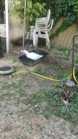 The video shows a white duck sitting in a black container filled with water. A yellow hose is connected to the container, presumably to fill it with water. There are several white plastic chairs stacked behind the duck, and a fence made of corrugated metal is visible in the background. The ground is covered with gravel and green vegetation. The scene appears to be outdoors, in a backyard or garden.