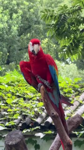 A red macaw is perched on a branch, preening its feathers. The bird has bright red, blue, and yellow plumage. It is looking down and to the left, with its head tucked under its wing. In the background, there is lush green foliage and the roof of a building. The lighting is soft and natural.