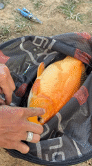Angler catches orange fish near dragon sculpture in Da Lat