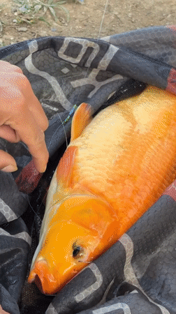 Angler catches orange fish near dragon sculpture in Da Lat