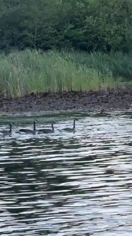 A group of geese are swimming in a body of water. The geese are in a line, with their heads held high. They are swimming towards the left of the frame. In the background, there is a bank of reeds and trees. The water is choppy, with ripples on the surface. The lighting is dim, suggesting it is either early morning or late evening. The scene is tranquil and natural.