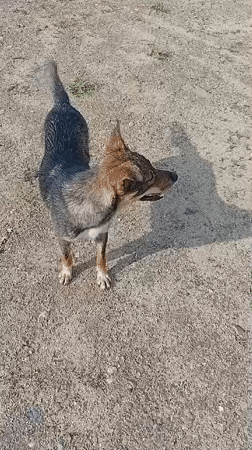 Street dogs and construction sites across a summer morning in Semey