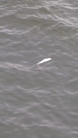 A lone, white fish floats on the surface of murky, rippling water. The fish appears to be deceased, lying belly-up with its tail slightly submerged. The surrounding water is a dull grey, suggesting an overcast day or perhaps polluted conditions. The waves are small and gentle, indicating calm weather. The scene is devoid of human presence, focusing solely on the solitary fish and its watery environment. There is no visible text within the frame. The overall impression is one of stillness and perhaps a touch of melancholy, given the sight of the dead creature. The context of Kobe, Japan, does not provide specific visual cues within this frame, but places the scene near a coastal city known for its port and proximity to the sea.