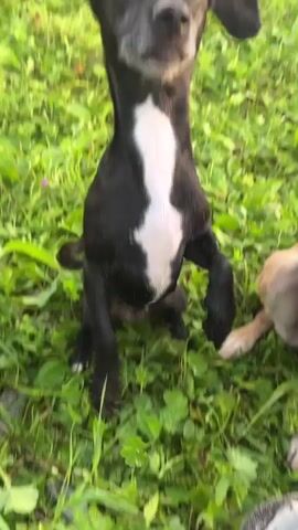 A medium-sized, black and white dog with graying fur around its muzzle stands on its hind legs in a grassy area. Its front paws are held up in the air as it looks directly at the camera. The dog's ears are floppy. Behind the dog, green grass and some plants are visible. In the latter half of the video, the dog is shown playing on the ground with another dog, which is mostly out of frame. The second dog is light brown and is lying down. The video appears to be shot outdoors.