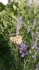 Roses and butterflies in a Radisne garden, summer morning