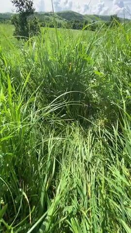 This is a first-person perspective video of someone walking through tall grass in a field. The camera is low to the ground, and the grass is so tall it obscures much of the view. The sky is visible with clouds and hills in the distance. The person appears to be wearing shoes.
