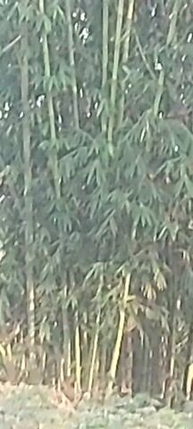 The video captures a dense stand of bamboo trees. The camera appears to be in motion, likely moving forward, as the perspective shifts slightly across the frames. The bamboo stalks are tall and slender, with numerous green leaves forming a thick canopy. The ground in the foreground is covered with dry foliage and dirt, suggesting an outdoor, natural environment. There are no visible people or animals in the footage. The lighting suggests it is daytime.