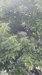 Animals and garden life on a rural property in Fumane