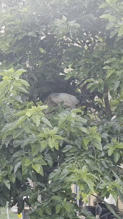 Animals and garden life on a rural property in Fumane