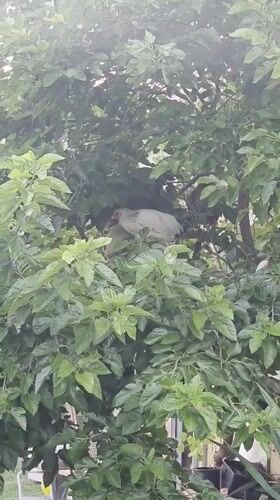 Animals and garden life on a rural property in Fumane
