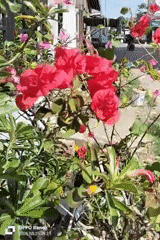 Early morning garden documentation in Lhokseumawe, Indonesia