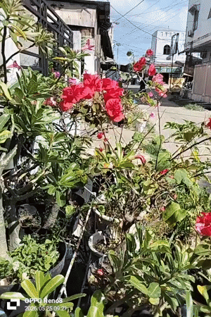 Early morning garden documentation in Lhokseumawe, Indonesia