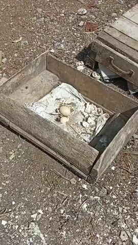 The video shows a close-up, high-angle view of two eggs nestled within a rustic wooden box. The box, weathered and worn, contains a layer of white fabric, nesting material, and debris, possibly straw or shredded paper. The eggs, one larger than the other, rest on the fabric. The surrounding ground appears to be dirt or gravel, with scattered small white objects that could be shell fragments or pebbles. To the right of the box, a portion of a wooden structure, possibly a crate or a lid, is visible, along with more white fragments. The lighting suggests an outdoor setting in daylight.