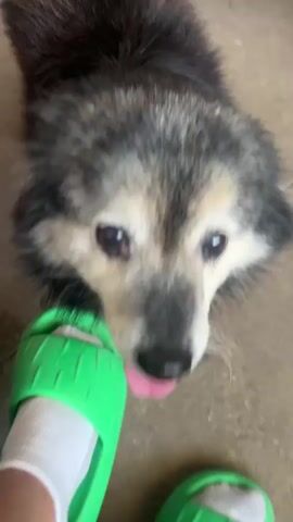 A close-up video shows an elderly dog with graying fur and a wet coat. The dog appears to be looking at a green object that is partially visible in the frame, possibly a shoe or a toy. The dog's tongue is hanging out, and it seems to be panting. In the background, another dog can be seen, but it is out of focus. The floor appears to be concrete. The video is grainy and appears to have been filmed in low light conditions.