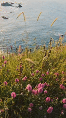 Wildflower blooms captured on Sozopol cliffs overlooking Black Sea