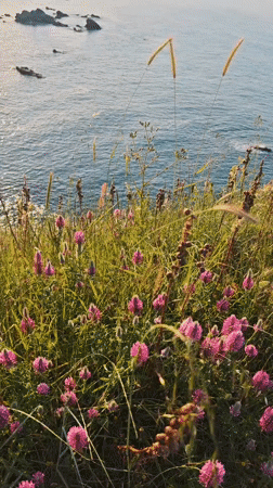 Wildflower blooms captured on Sozopol cliffs overlooking Black Sea