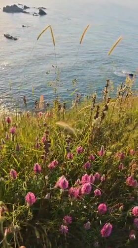 Wildflower blooms captured on Sozopol cliffs overlooking Black Sea
