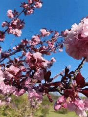 Spring flowers bloom across Kryvyi Rih parks and gardens