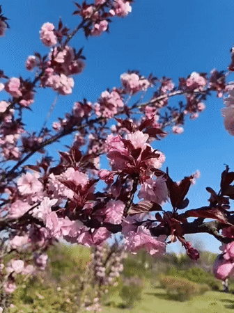 Spring flowers bloom across Kryvyi Rih parks and gardens