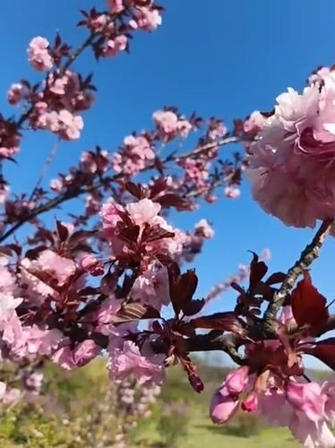 Spring flowers bloom across Kryvyi Rih parks and gardens