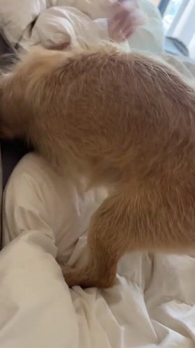 Person plays with small brown dog on bed in Salou