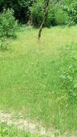 This video shows a walk-through of an overgrown natural area. The path is mostly obscured by tall green grass and various plants, with some scattered white wildflowers. Several trees are visible, some with bare branches and others with full foliage. The overall impression is of a wild, untamed landscape.