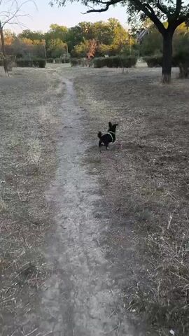 A small black and tan dog is running on a dirt path in a park. There are trees and bushes in the background. The dog is wearing a collar. The video is filmed from a low angle.