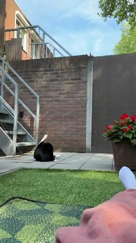A black and white cat is grooming itself on a paved patio outside a building. The cat is black with white paws and is sitting on its hindquarters with its back arched. One of its hind legs is raised and bent behind its head, and the cat appears to be licking its paw. The patio is bordered by a patch of green artificial grass in the foreground. Behind the cat, a weathered brick wall runs horizontally, and to the left, a metal staircase with silver railings ascends along the side of a building. The building appears to be made of reddish-brown brick. A portion of a grey fence is visible on the right side of the image, with a potted plant containing red flowers next to it. The sky above is blue with scattered clouds, and the sunlight suggests it is daytime, likely late afternoon due to the shadows. The overall scene depicts a quiet, outdoor domestic setting. There is no visible text.