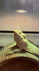 Late-night reptile shop visit documented in Chalong, Thailand