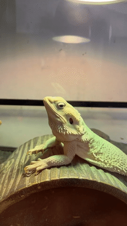 Late-night reptile shop visit documented in Chalong, Thailand