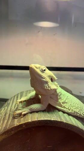 Late-night reptile shop visit documented in Chalong, Thailand