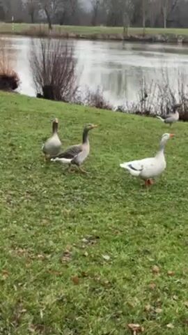 Three geese walk on a grassy bank next to a river. Two of the geese are grey and white, and one is white with grey speckles. The geese are moving slowly and deliberately, with their heads held high. The river is wide and calm, with trees and bushes lining the opposite bank. The sky is overcast.