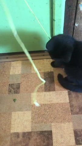 A black kitten plays with a yellow ribbon in front of a green wall. The kitten is on a floor with a checkered pattern. The kitten bats at the ribbon with its paws and chews on it. The kitten's body is blurred due to its fast movements.