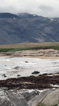 Seals rest on seaweed-covered beach in Iceland sunset scene
