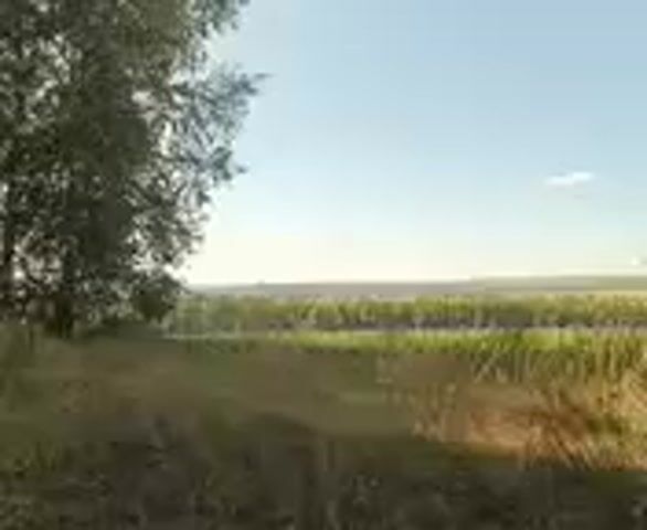 The video shows a green vehicle partially obscured by trees on the left side of the frame. The vehicle is parked on what appears to be a dirt road or path. In the background, there is a field of crops, likely corn, with a distant treeline under a clear blue sky. The foreground is a patch of dry grass and dirt. The camera is positioned low to the ground and appears to be moving slowly.